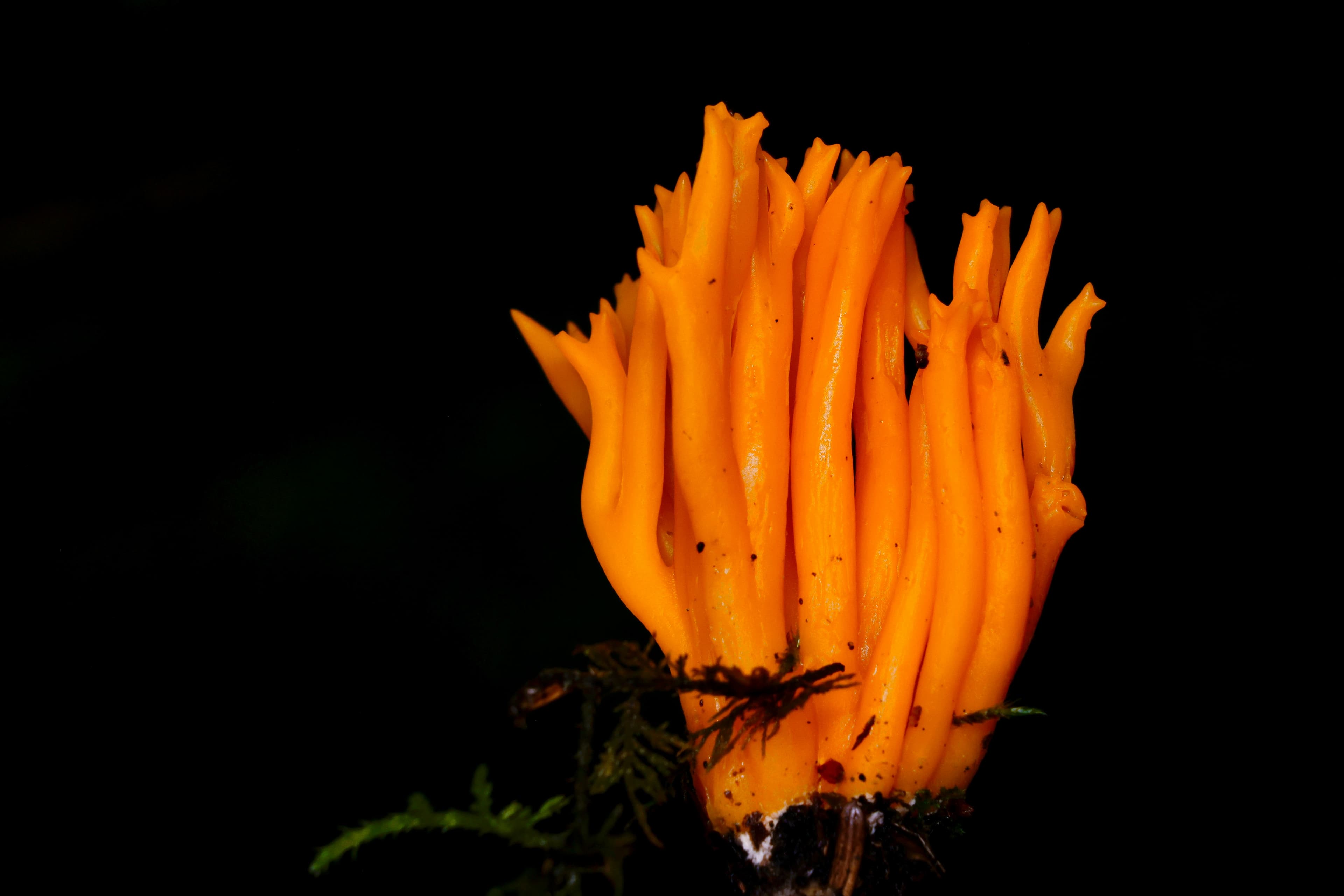 Cordyceps — Cordyceps militaris