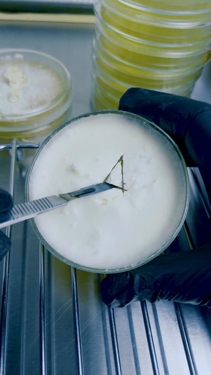 Mycelium in a liquid medium